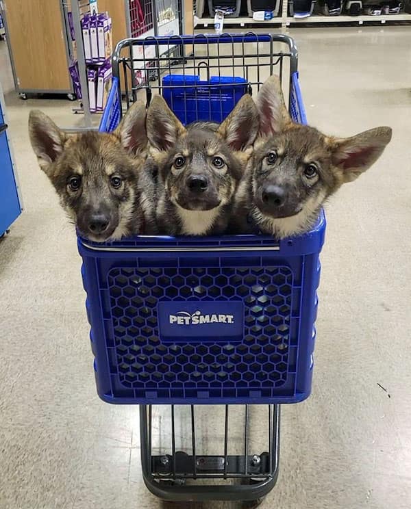 baby animals, baby animal photos, Cute Animal Photos, Adorable Baby Creatures, Animal Pictures to Melt Your Heart, Fuzzy Friends, Furry Cuteness Overload, Heartwarming Animal Encounters