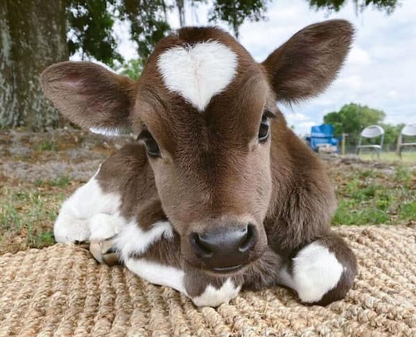 baby animals, baby animal photos, Cute Animal Photos, Adorable Baby Creatures, Animal Pictures to Melt Your Heart, Fuzzy Friends, Furry Cuteness Overload, Heartwarming Animal Encounters