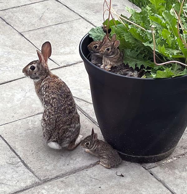 baby animals, baby animal photos, Cute Animal Photos, Adorable Baby Creatures, Animal Pictures to Melt Your Heart, Fuzzy Friends, Furry Cuteness Overload, Heartwarming Animal Encounters