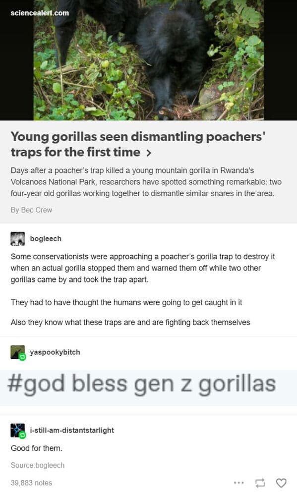 Some conservationists were approaching a poacher's gorilla trap to destroy it when an actual gorilla stopped them and warned them off while two other gorillas came by and took the trap apart. They had to have thought the humans were going to get caught in it Also they know what these traps are and are fighting back themselves