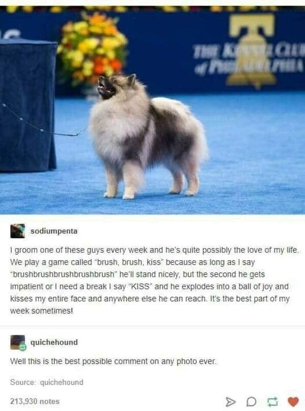 groom one of these guys every week and he's quite possibly the love of my life. We play a game called "brush, brush, kiss" because as long as I say "brushbrushbrushbrushbrush" he'll stand nicely, but the second he gets impatient or I need a break I say "KISS" and he explodes into a ball of joy and kisses my entire face and anywhere else he can reach. It's the best part of my week sometimes!