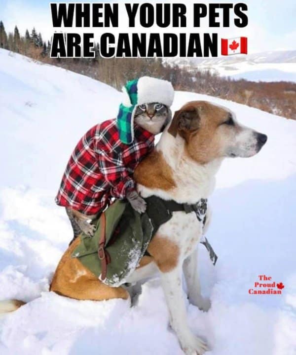 Canadian memes, Canada memes, Canadian Humor, Funny Canadian Content, Canadian Stereotypes, Canuck Jokes
