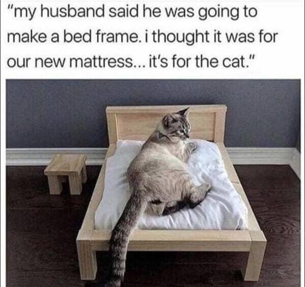 cat memes, Funny Cat Pictures, Hilarious Cat Fails, Feline Funnies, Cat Comedy, Hilarious Kitty Capers