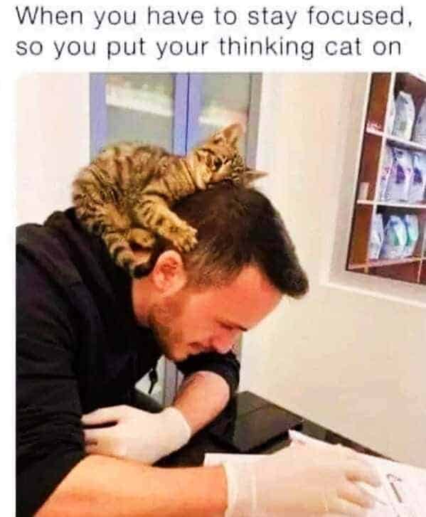 cat memes, Funny Cat Pictures, Hilarious Cat Fails, Feline Funnies, Cat Comedy, Hilarious Kitty Capers