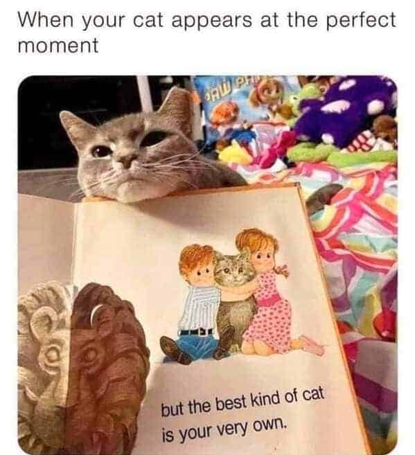 cat memes, Funny Cat Pictures, Hilarious Cat Fails, Feline Funnies, Cat Comedy, Hilarious Kitty Capers