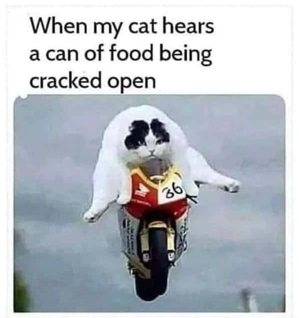 cat memes, Funny Cat Pictures, Hilarious Cat Fails, Feline Funnies, Cat Comedy, Hilarious Kitty Capers