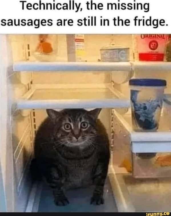 cat memes, Funny Cat Pictures, Hilarious Cat Fails, Feline Funnies, Cat Comedy, Hilarious Kitty Capers