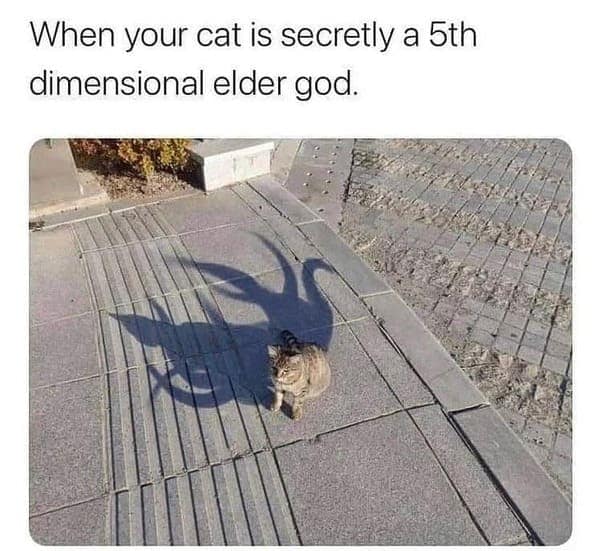 cat memes, Funny Cat Pictures, Hilarious Cat Fails, Feline Funnies, Cat Comedy, Hilarious Kitty Capers