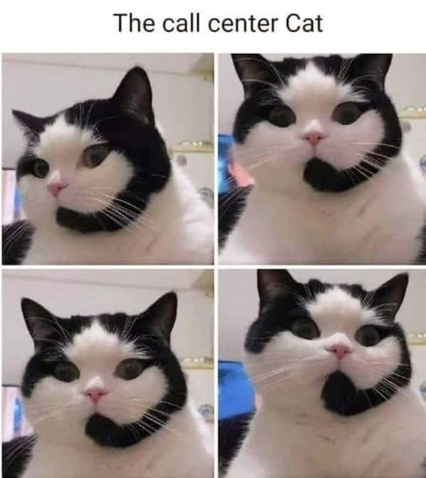 cat memes, Funny Cat Pictures, Hilarious Cat Fails, Feline Funnies, Cat Comedy, Hilarious Kitty Capers