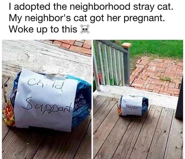 cat memes, Funny Cat Pictures, Hilarious Cat Fails, Feline Funnies, Cat Comedy, Hilarious Kitty Capers