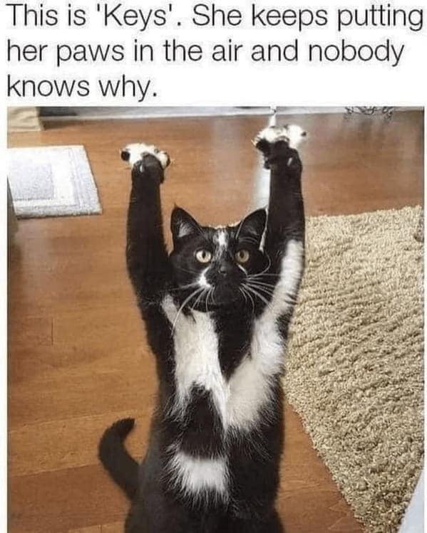cat memes, Funny Cat Pictures, Hilarious Cat Fails, Feline Funnies, Cat Comedy, Hilarious Kitty Capers
