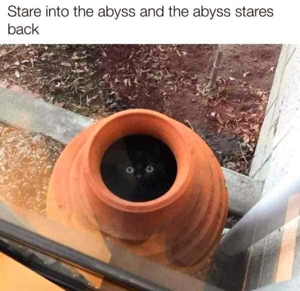 cat memes, Funny Cat Pictures, Hilarious Cat Fails, Feline Funnies, Cat Comedy, Hilarious Kitty Capers