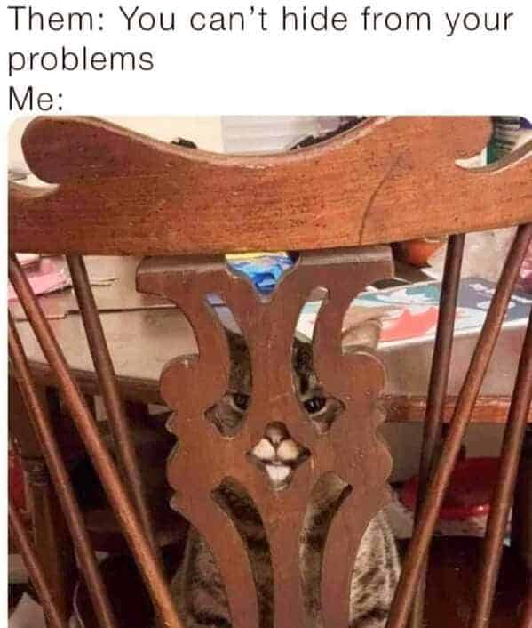 cat memes, Funny Cat Pictures, Hilarious Cat Fails, Feline Funnies, Cat Comedy, Hilarious Kitty Capers