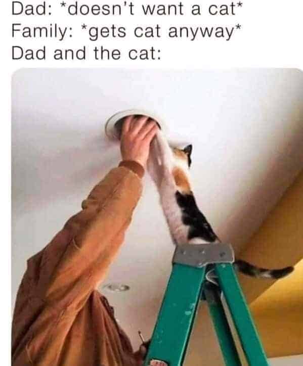 cat memes, Funny Cat Pictures, Hilarious Cat Fails, Feline Funnies, Cat Comedy, Hilarious Kitty Capers