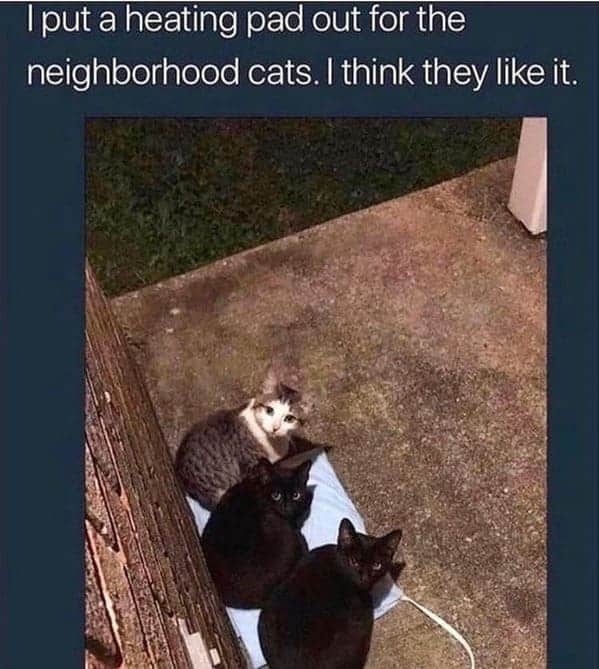 cat memes, Funny Cat Pictures, Hilarious Cat Fails, Feline Funnies, Cat Comedy, Hilarious Kitty Capers