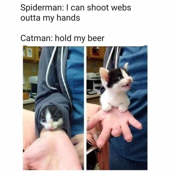 cat memes, Funny Cat Pictures, Hilarious Cat Fails, Feline Funnies, Cat Comedy, Hilarious Kitty Capers