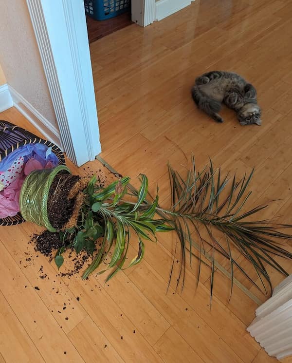 cats destroying things, funny cat pics, funny cat pictures, cat chaos, mischievous cats, destructive feline behavior, hilarious pet antics