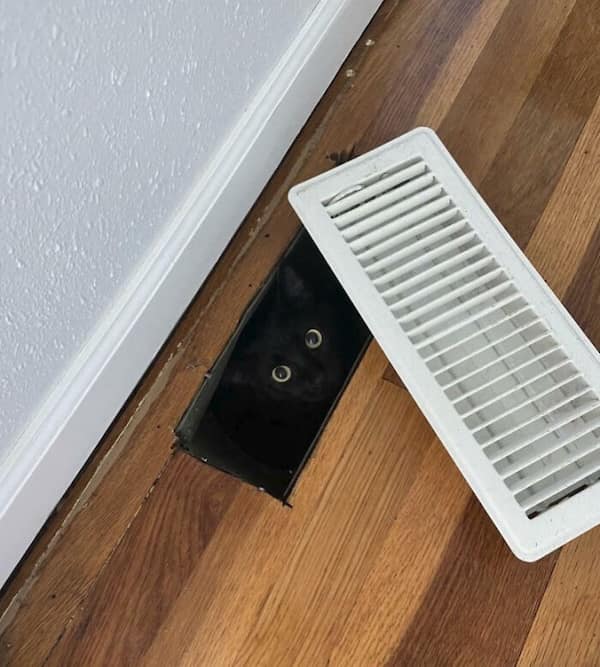 cats destroying things, funny cat pics, funny cat pictures, cat chaos, mischievous cats, destructive feline behavior, hilarious pet antics