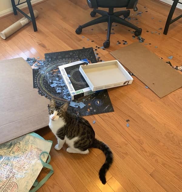 cats destroying things, funny cat pics, funny cat pictures, cat chaos, mischievous cats, destructive feline behavior, hilarious pet antics