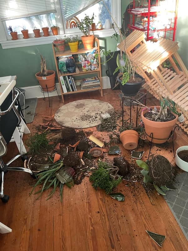 cats destroying things, funny cat pics, funny cat pictures, cat chaos, mischievous cats, destructive feline behavior, hilarious pet antics