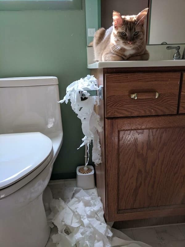 cats destroying things, funny cat pics, funny cat pictures, cat chaos, mischievous cats, destructive feline behavior, hilarious pet antics