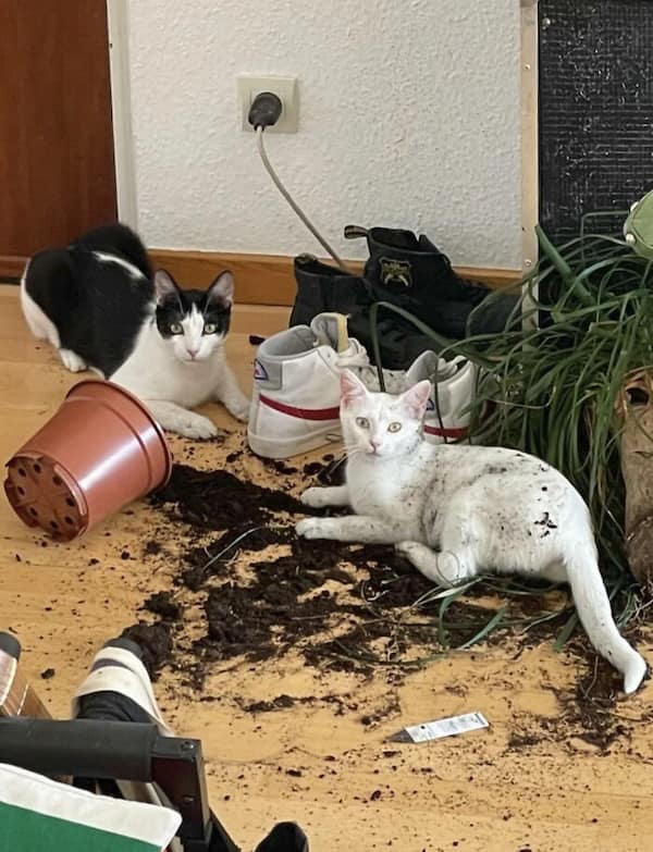 cats destroying things, funny cat pics, funny cat pictures, cat chaos, mischievous cats, destructive feline behavior, hilarious pet antics