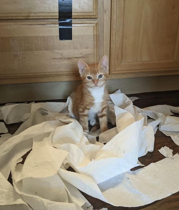 cats destroying things, funny cat pics, funny cat pictures, cat chaos, mischievous cats, destructive feline behavior, hilarious pet antics