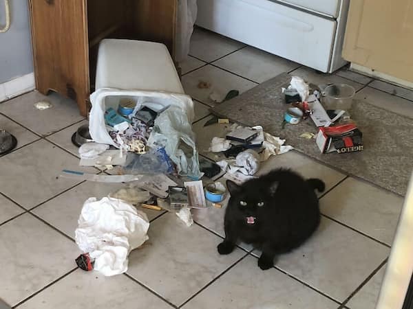 cats destroying things, funny cat pics, funny cat pictures, cat chaos, mischievous cats, destructive feline behavior, hilarious pet antics