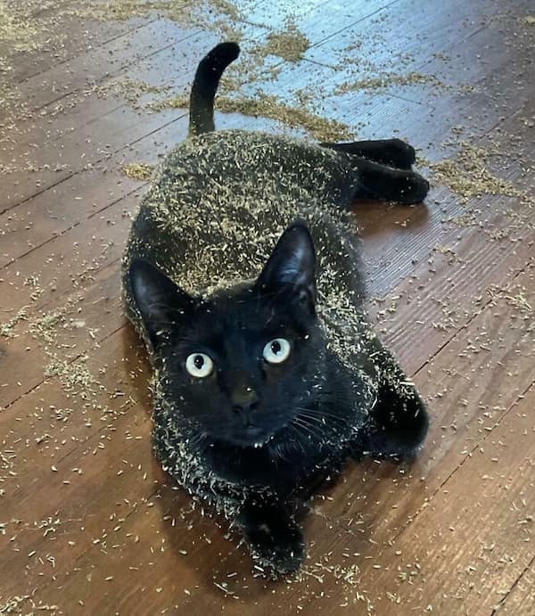 cats destroying things, funny cat pics, funny cat pictures, cat chaos, mischievous cats, destructive feline behavior, hilarious pet antics