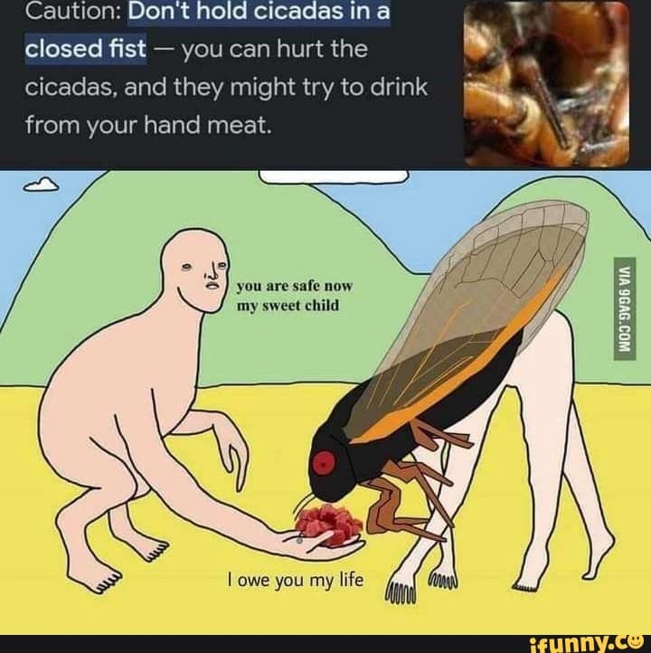 cicada memes, cicadas, brood X, Brood X emergence memes, 17-year cicada memes, Periodical cicada humor, Cicada apocalypse memes, Funny insect memes, Animal life cycle memes