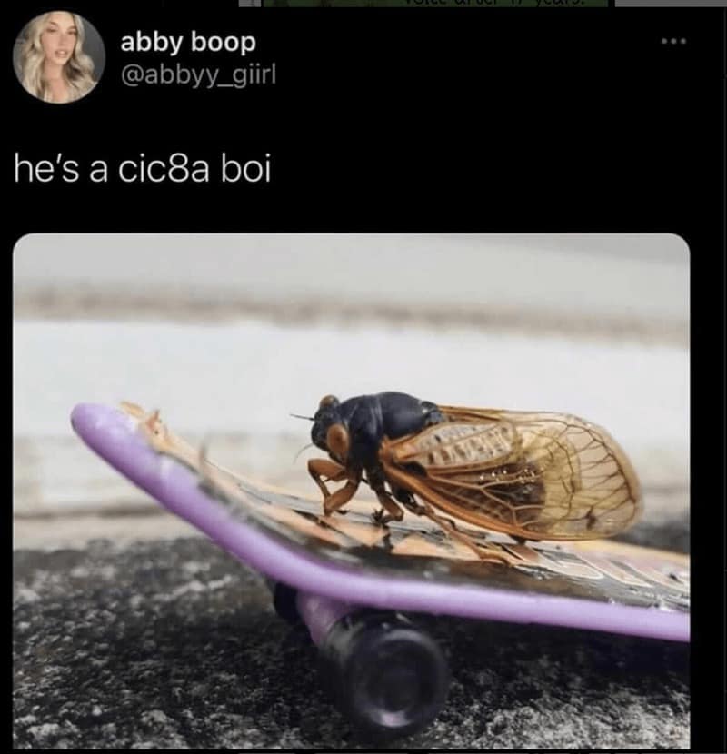 cicada memes, cicadas, brood X, Brood X emergence memes, 17-year cicada memes, Periodical cicada humor, Cicada apocalypse memes, Funny insect memes, Animal life cycle memes