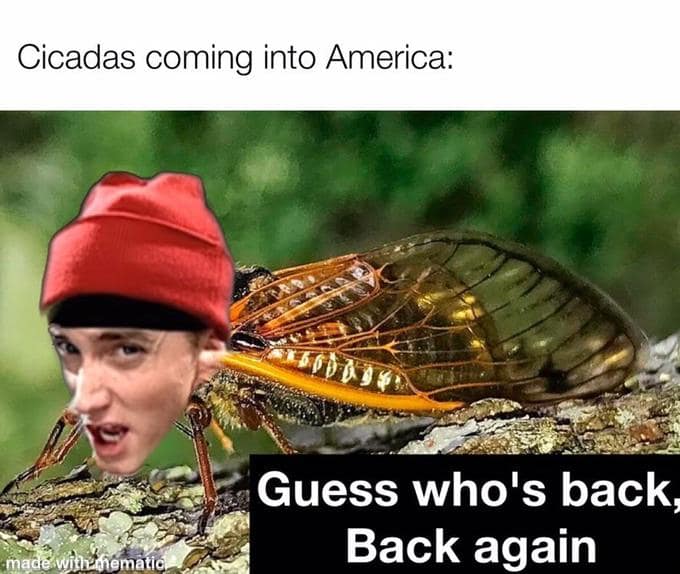 cicada memes, cicadas, brood X, Brood X emergence memes, 17-year cicada memes, Periodical cicada humor, Cicada apocalypse memes, Funny insect memes, Animal life cycle memes