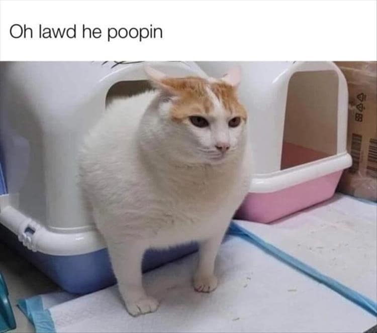 classic memes, vintage memes, viral tweets, funny internet content, Hilarious social media posts, Timeless memes, old memes