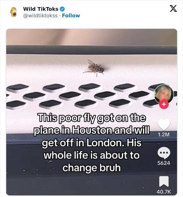 cringe TikTok. This poor fly got on the plane in Houston and will get off in London. His whole life is about to change bruh