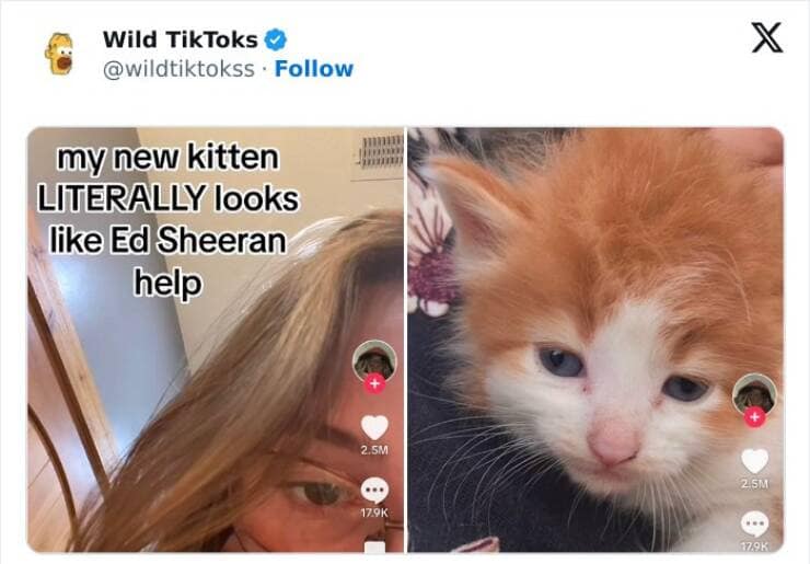 cringe TikTok. my new kitten LITERALLY looks like Ed Sheeran help