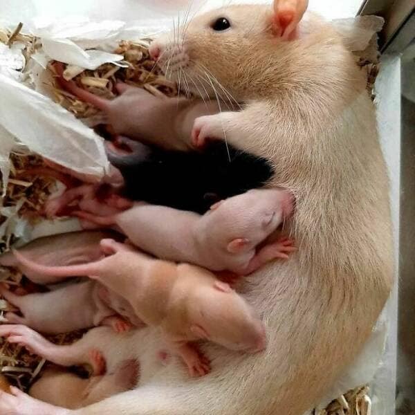 cute rats, pet rats