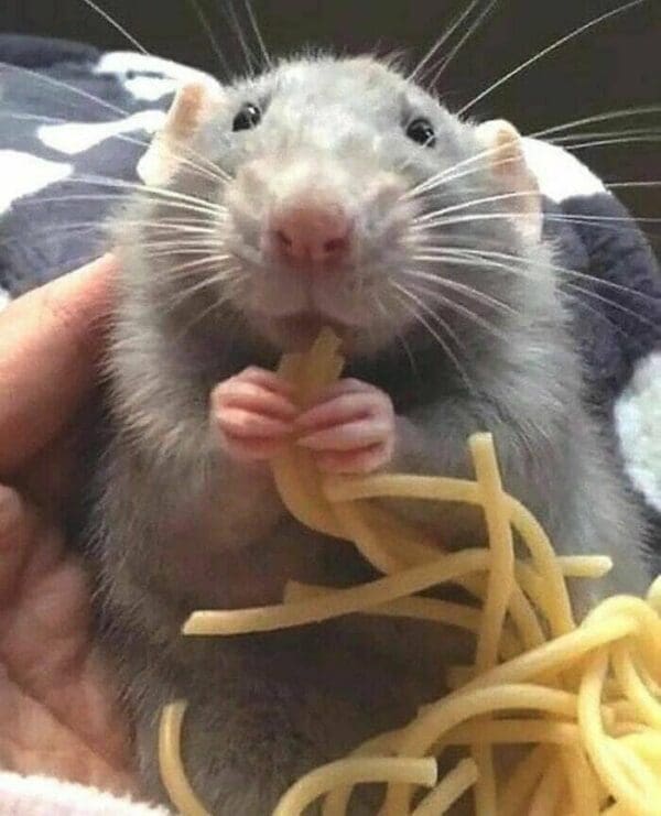 Cute Rats? Sure. 25 Photos That Are Actually Adorable
