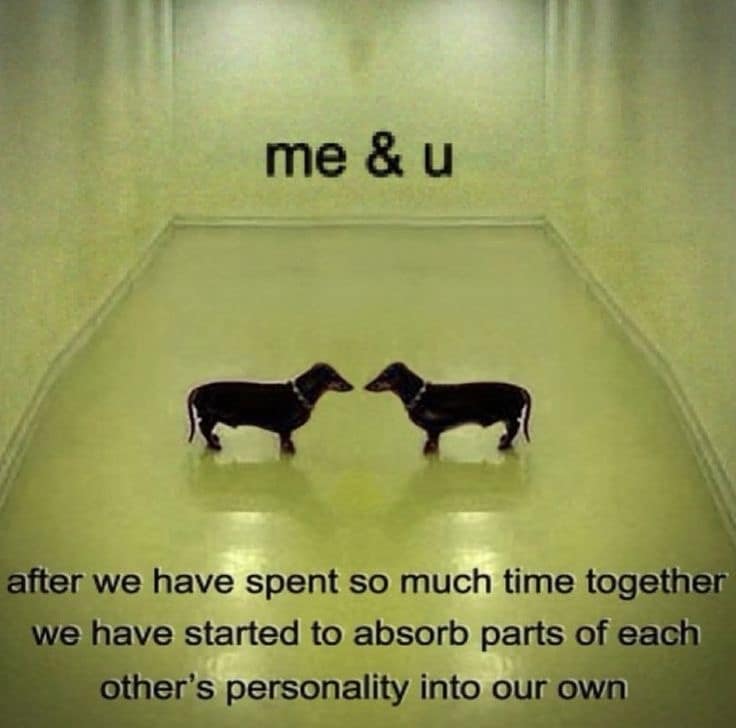 dog memes, doggo memes, funny dog memes, hilarious dog memes, best dog memes, canine memes, pup memes, amusing dog memes