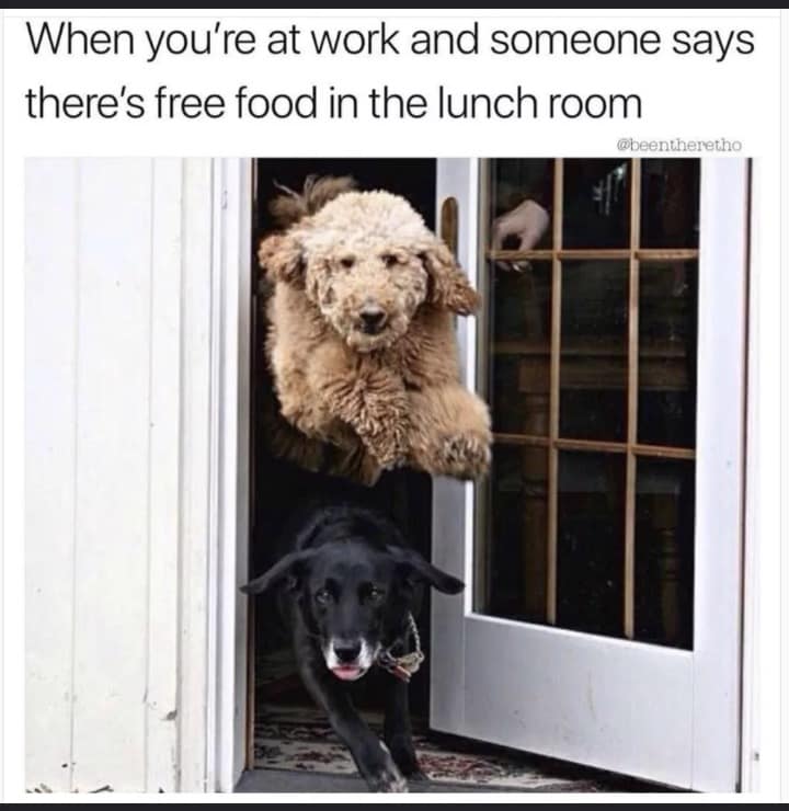 dog memes, doggo memes, funny dog memes, hilarious dog memes, best dog memes, canine memes, pup memes, amusing dog memes