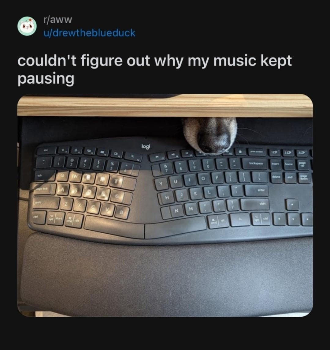 dog memes, doggo memes, funny dog memes, hilarious dog memes, best dog memes, canine memes, pup memes, amusing dog memes