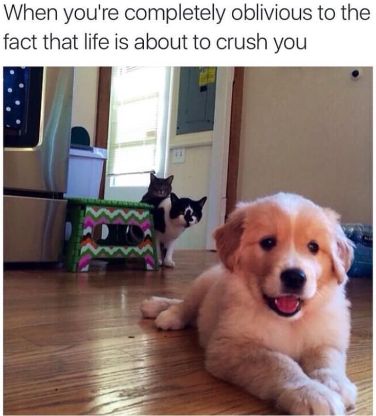 dog memes, doggo memes, funny dog memes, hilarious dog memes, best dog memes, canine memes, pup memes, amusing dog memes