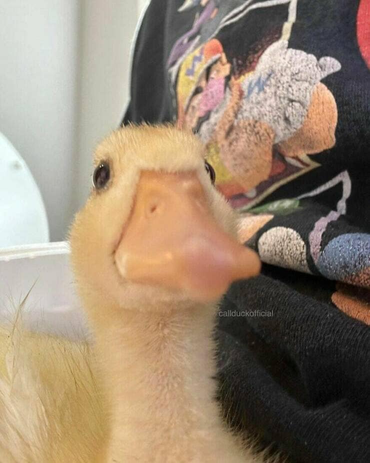 duck pics, Cute animal pictures, Adorable ducklings, Baby animal pictures, Animal cuteness overload