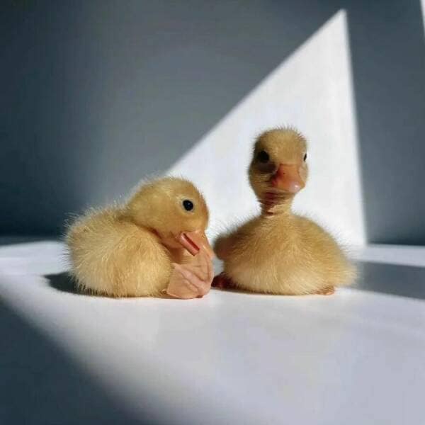 duck pics, Cute animal pictures, Adorable ducklings, Baby animal pictures, Animal cuteness overload