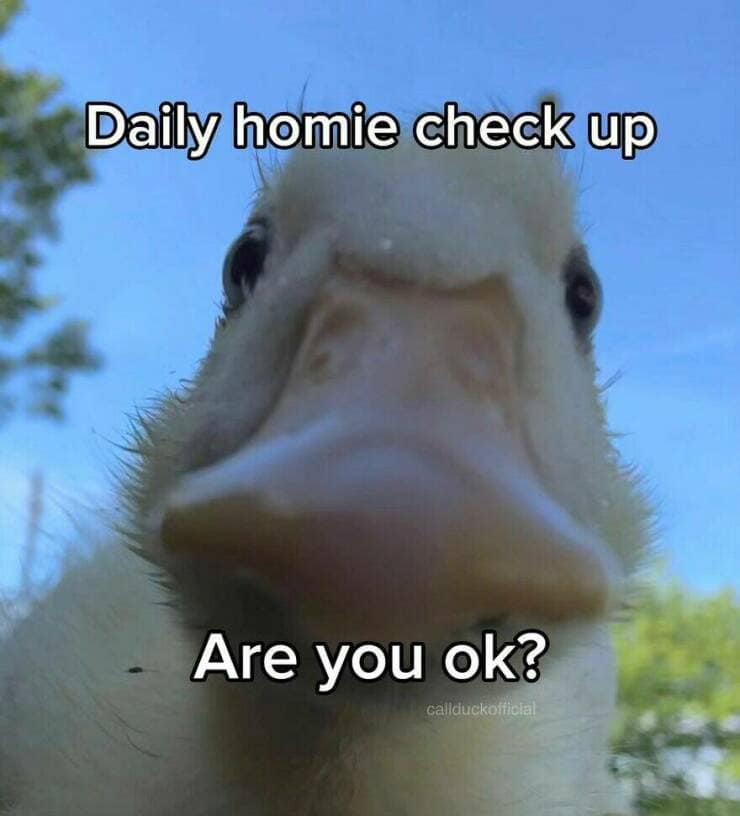 duck pics, Cute animal pictures, Adorable ducklings, Baby animal pictures, Animal cuteness overload