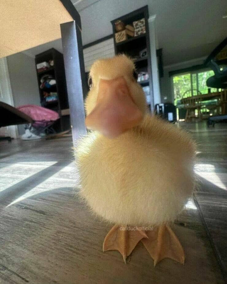 duck pics, Cute animal pictures, Adorable ducklings, Baby animal pictures, Animal cuteness overload