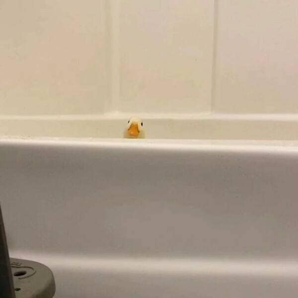 duck pics, Cute animal pictures, Adorable ducklings, Baby animal pictures, Animal cuteness overload