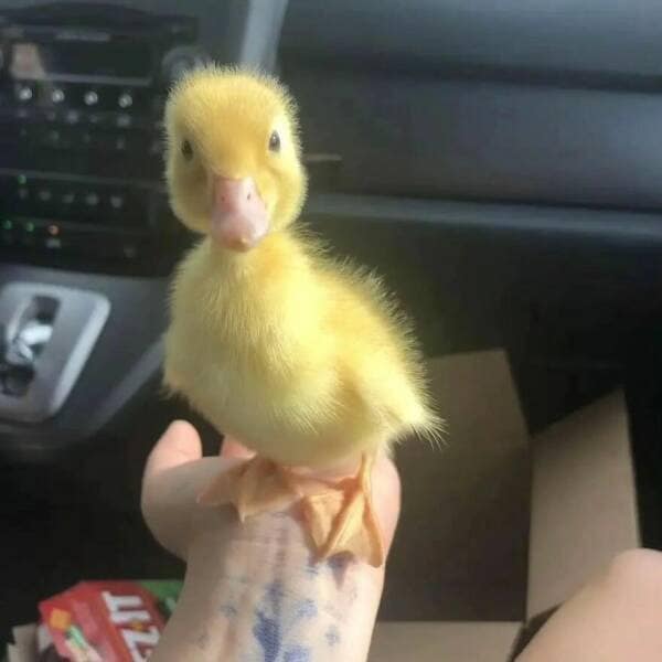 duck pics, Cute animal pictures, Adorable ducklings, Baby animal pictures, Animal cuteness overload