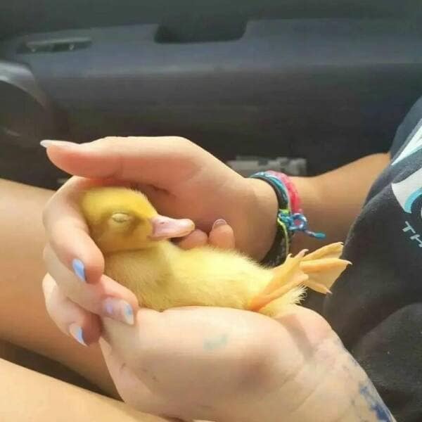 duck pics, Cute animal pictures, Adorable ducklings, Baby animal pictures, Animal cuteness overload