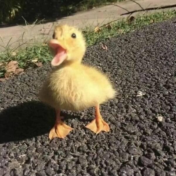 duck pics, Cute animal pictures, Adorable ducklings, Baby animal pictures, Animal cuteness overload