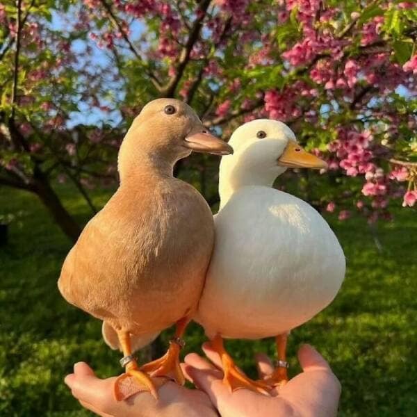 duck pics, Cute animal pictures, Adorable ducklings, Baby animal pictures, Animal cuteness overload